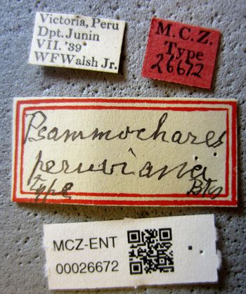 Media type: image;   Entomology 26672 Aspect: labels